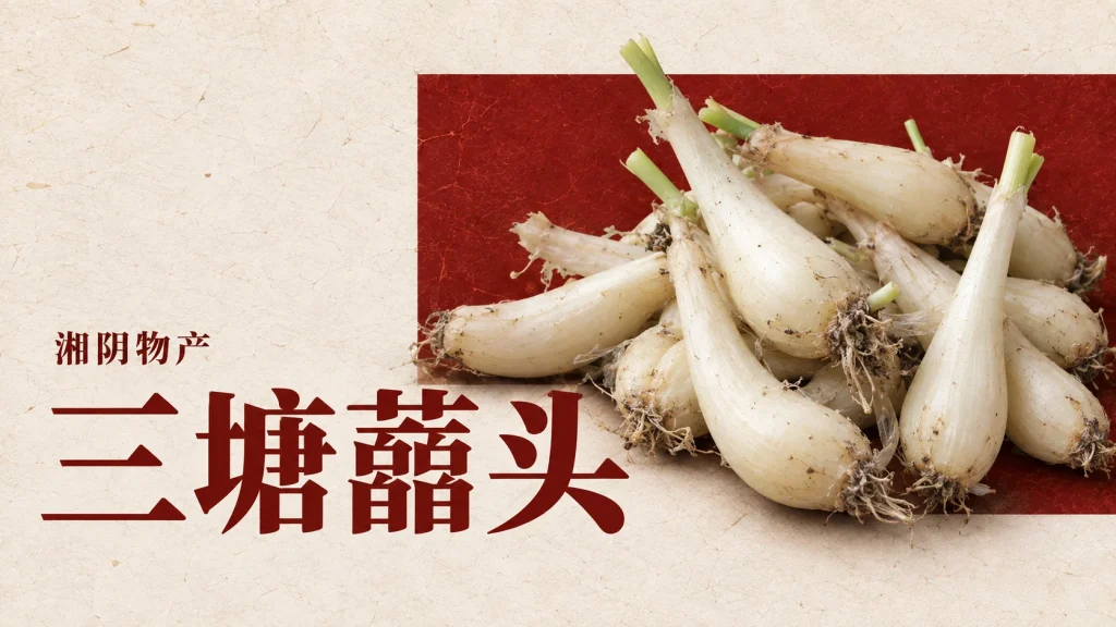 三塘藠头主题，藠头同物种实物主题插图，并非三塘产地样品