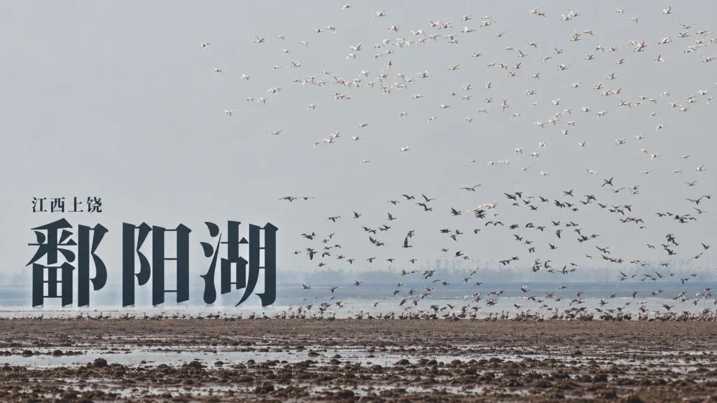 鄱阳湖浅水、泥滩与鸟群，未指认具体鸟种